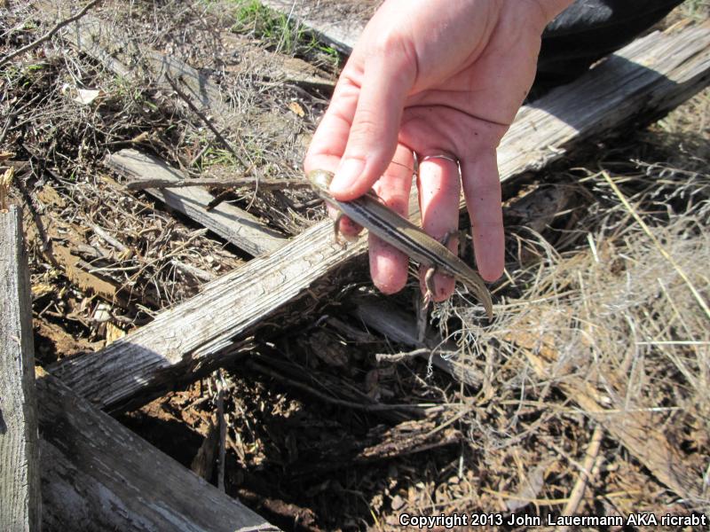 Northern Prairie Skink (Plestiodon septentrionalis septentrionalis)