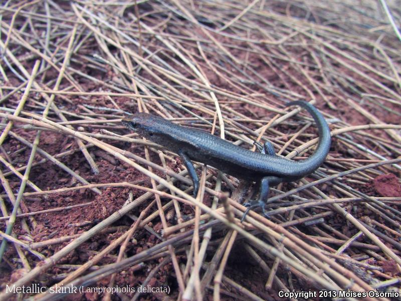 Plague Skink (Lampropholis delicata)