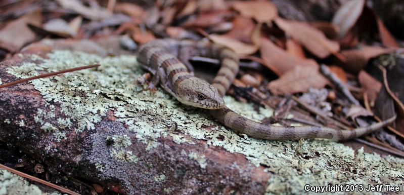 Madrean Alligator Lizard (Elgaria kingii kingii)