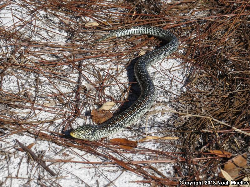 Eastern Slender Glass Lizard (Ophisaurus attenuatus longicaudus)