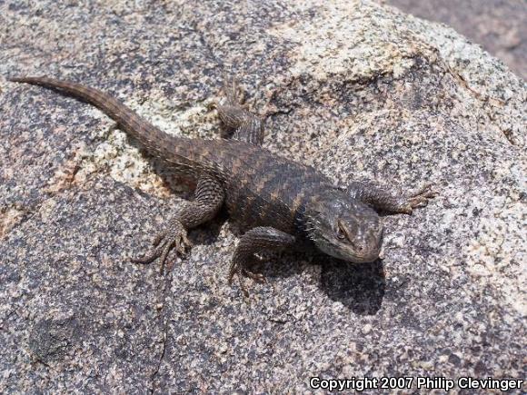 Yellow-backed Spiny Lizard (Sceloporus uniformis)