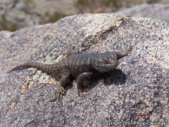 Yellow-backed Spiny Lizard (Sceloporus uniformis)