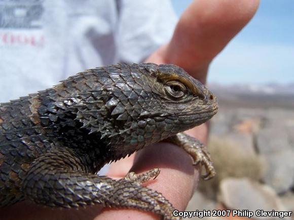 Yellow-backed Spiny Lizard (Sceloporus uniformis)