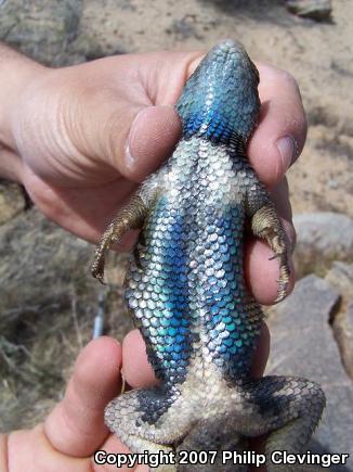 Yellow-backed Spiny Lizard (Sceloporus uniformis)