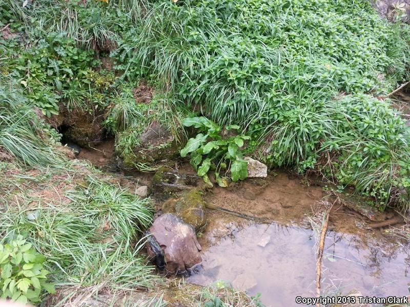 Shovel-nosed Salamander (Desmognathus marmoratus)