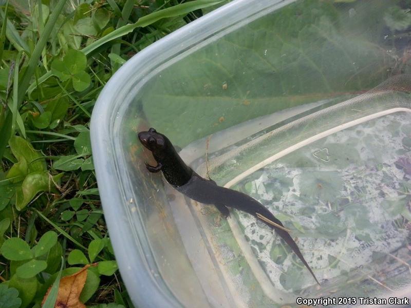 Shovel-nosed Salamander (Desmognathus marmoratus)