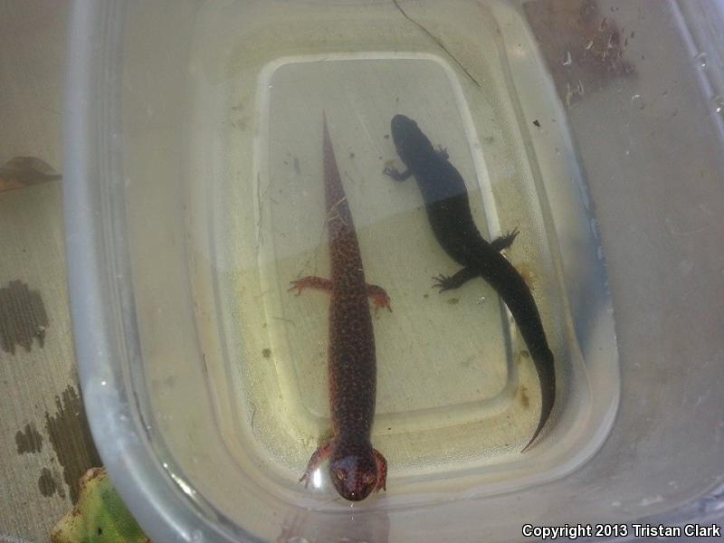 Shovel-nosed Salamander (Desmognathus marmoratus)