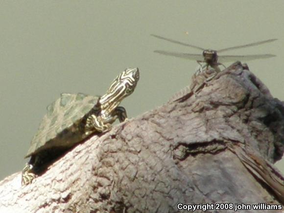 Cagle's Map Turtle (Graptemys caglei)