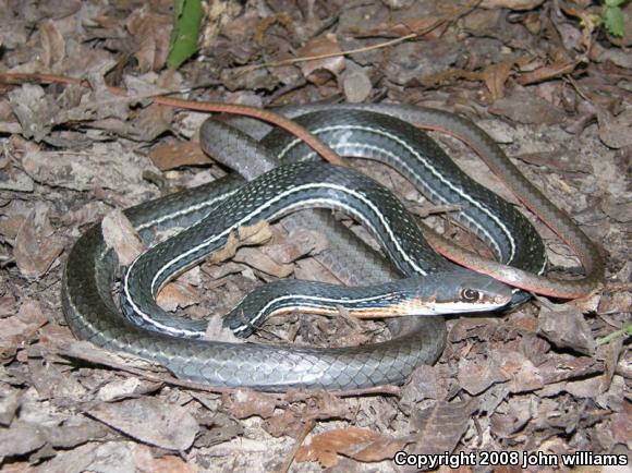 Schott's Whipsnake (Coluber schotti schotti)