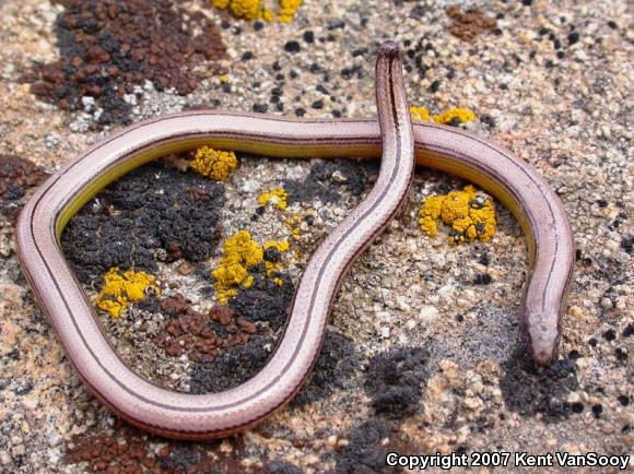 Silvery Legless Lizard (Anniella pulchra pulchra)