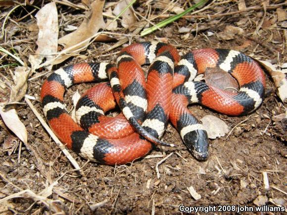 Louisiana Milksnake (Lampropeltis triangulum amaura)