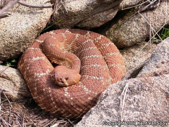 Red Diamond Rattlesnake (Crotalus ruber ruber)