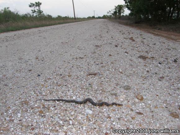 Broad-banded Watersnake (Nerodia fasciata confluens)