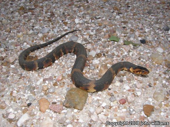 Broad-banded Watersnake (Nerodia fasciata confluens)