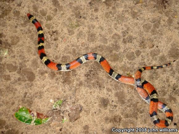 Texas Scarletsnake (Cemophora coccinea lineri)