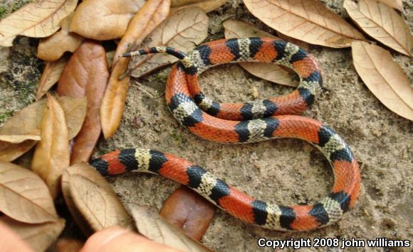 Texas Scarletsnake (Cemophora coccinea lineri)