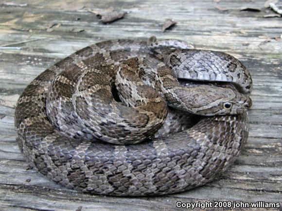 Southern Plains Rat Snake (Pantherophis emoryi meahllmorum)