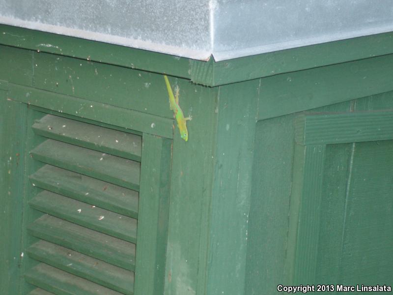 Gold Dust Day Gecko (Phelsuma laticauda)