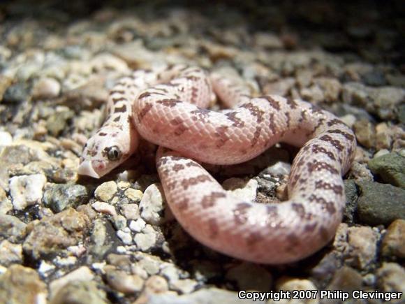 Spotted Leaf-nosed Snake (Phyllorhynchus decurtatus)