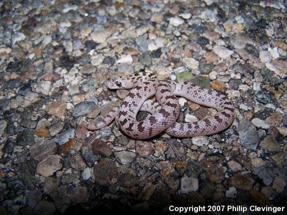 Spotted Leaf-nosed Snake (Phyllorhynchus decurtatus)