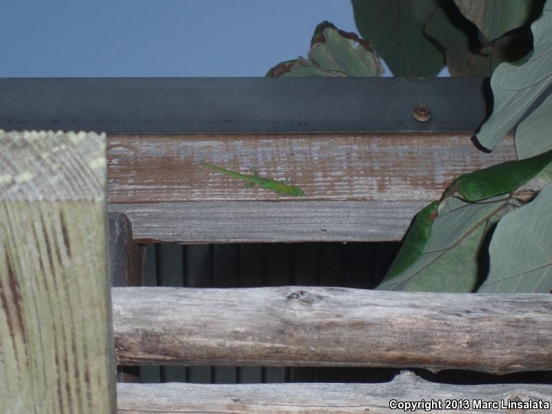 Gold Dust Day Gecko (Phelsuma laticauda)