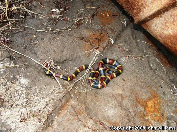 Texas Coralsnake (Micrurus tener tener)