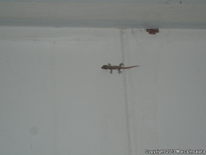 Mourning Gecko (Lepidodactylus lugubris)