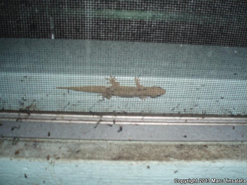 Mourning Gecko (Lepidodactylus lugubris)