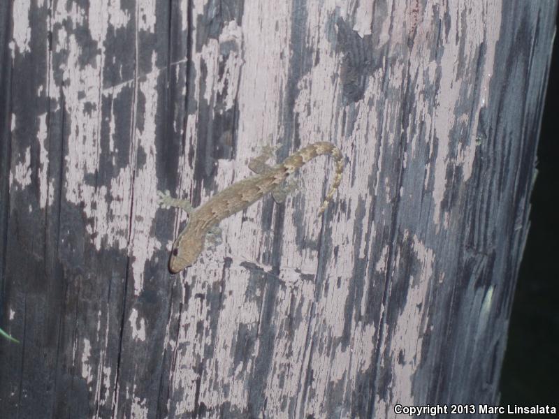 Mourning Gecko (Lepidodactylus lugubris)