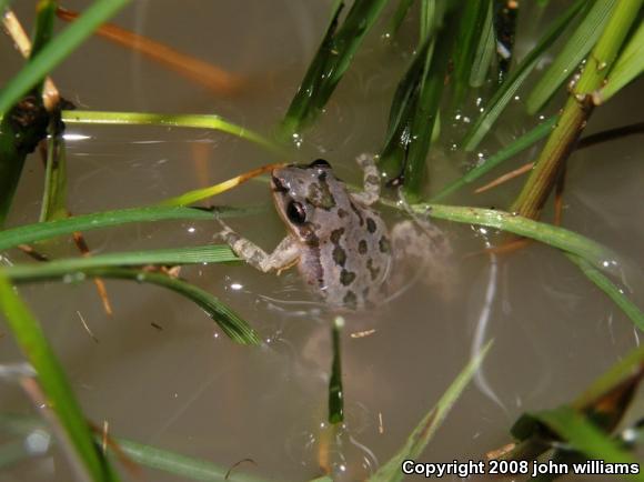 Spotted Chorus Frog (Pseudacris clarkii)