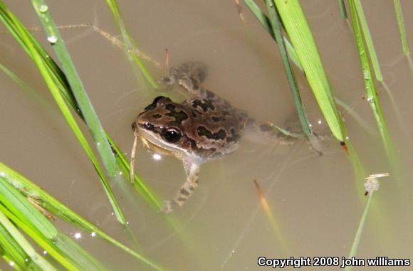 Spotted Chorus Frog (Pseudacris clarkii)