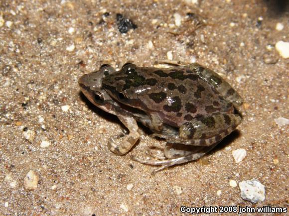 Spotted Chorus Frog (Pseudacris clarkii)