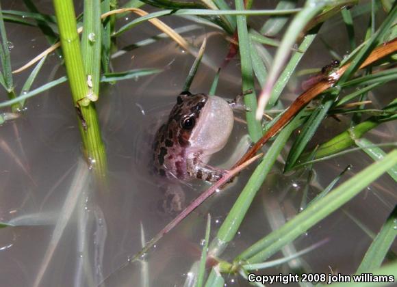 Spotted Chorus Frog (Pseudacris clarkii)