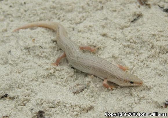 Great Plains Skink (Plestiodon obsoletus)