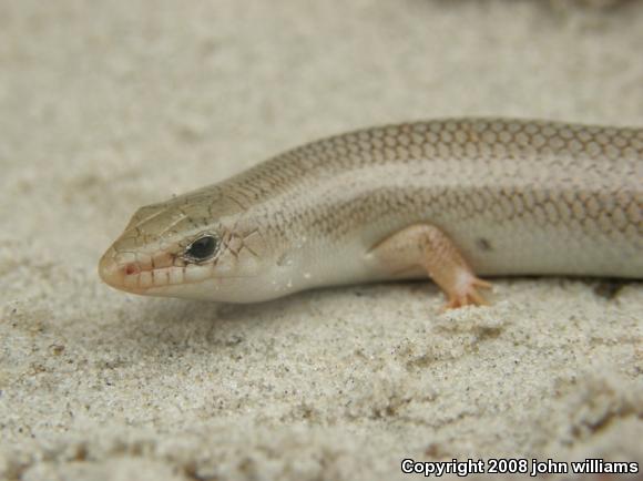 Great Plains Skink (Plestiodon obsoletus)