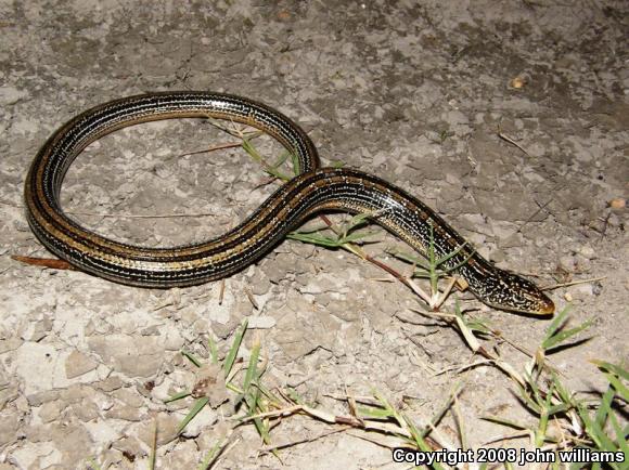 Western Slender Glass Lizard (Ophisaurus attenuatus attenuatus)