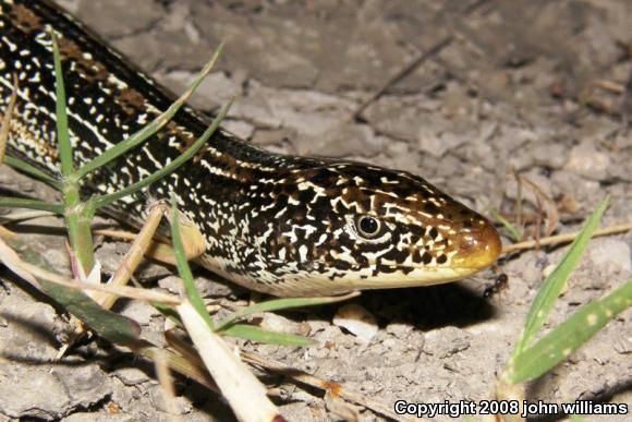 Western Slender Glass Lizard (Ophisaurus attenuatus attenuatus)