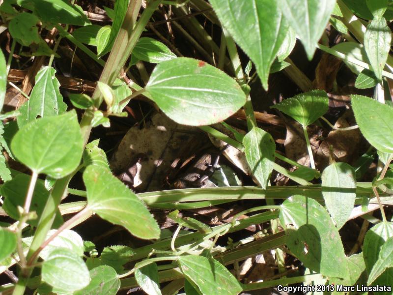 Plague Skink (Lampropholis delicata)