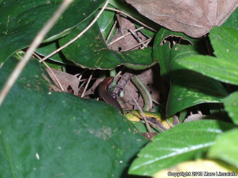 Plague Skink (Lampropholis delicata)