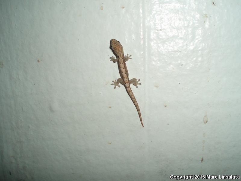 Mourning Gecko (Lepidodactylus lugubris)