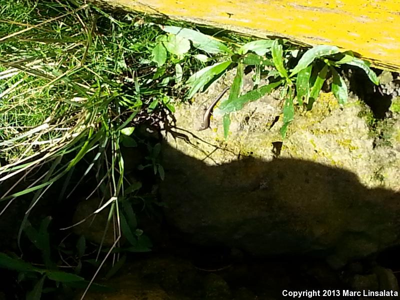 Plague Skink (Lampropholis delicata)