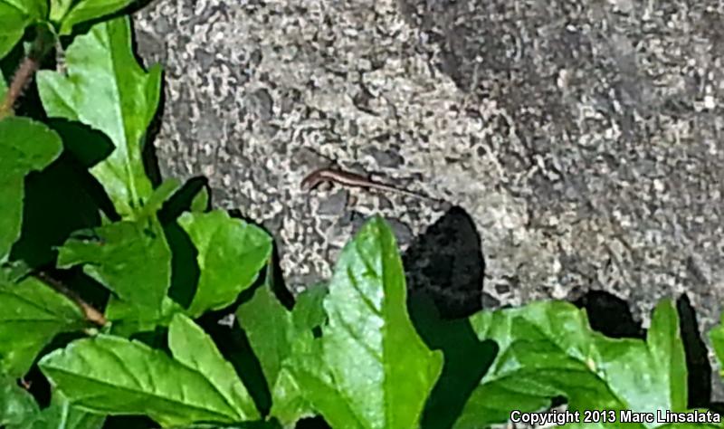 Plague Skink (Lampropholis delicata)