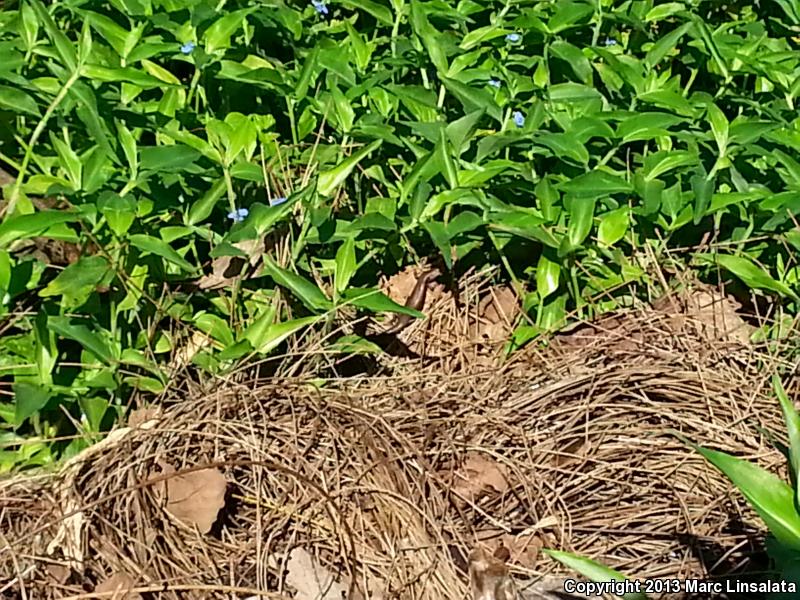 Plague Skink (Lampropholis delicata)