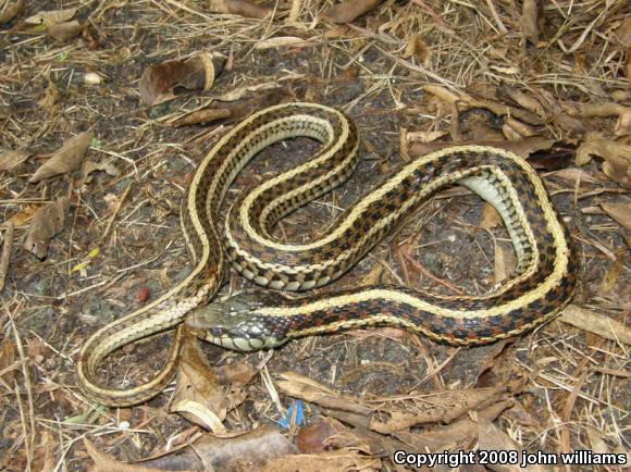 Eastern Gartersnake (Thamnophis sirtalis sirtalis)