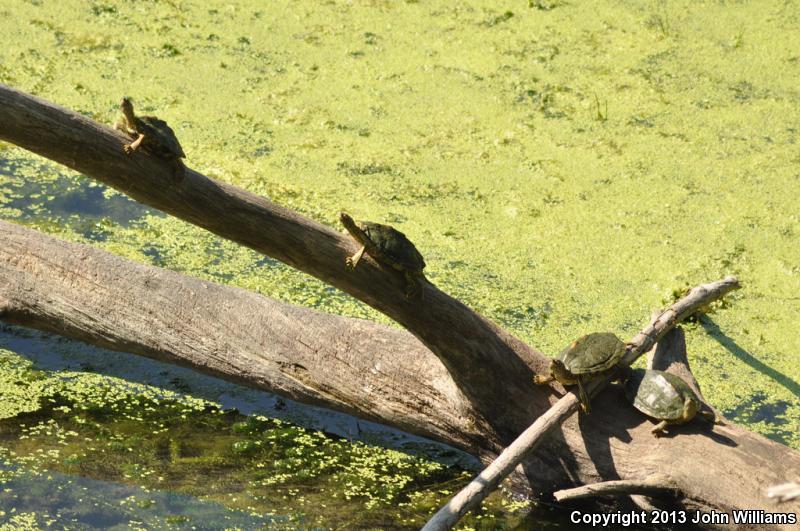 Texas Map Turtle (Graptemys versa)