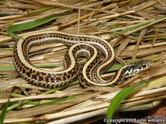 Eastern Gartersnake (Thamnophis sirtalis sirtalis)