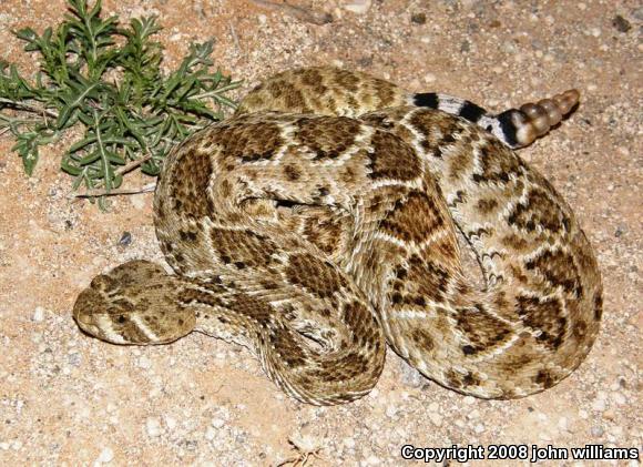 Western Diamond-backed Rattlesnake (Crotalus atrox)