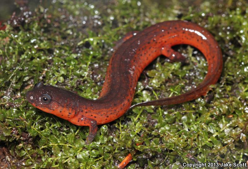 Rusty Mud Salamander (Pseudotriton montanus floridanus)