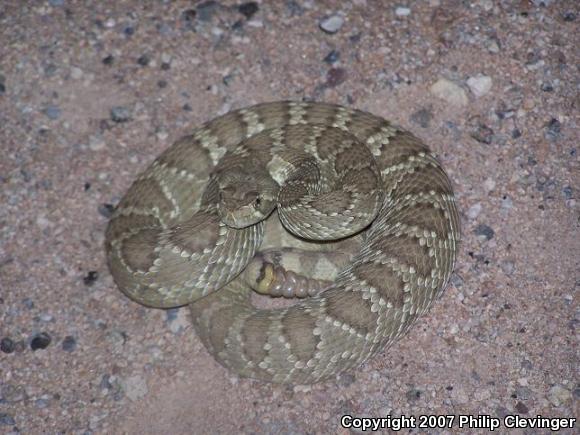 Mohave Rattlesnake (Crotalus scutulatus scutulatus)