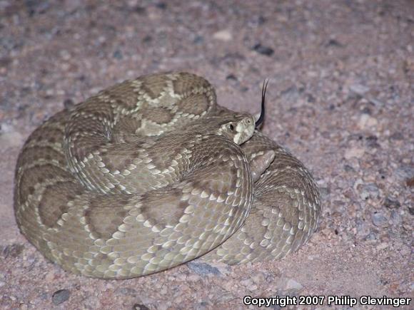 Mohave Rattlesnake (Crotalus scutulatus scutulatus)